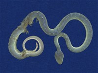 藏品(赤尾青竹絲)的圖片